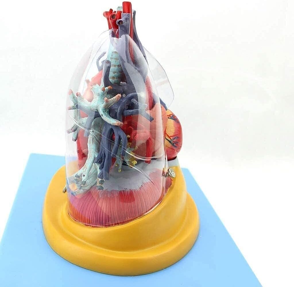 器官モデル人体器官心臓気管支気管樹血管気管培養補助解剖モデル 3D臓器