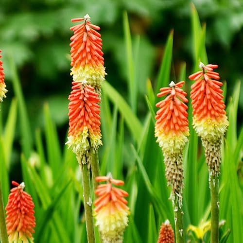 Semillas de lirio antorcha resistentes al invierno, semillas de flores Flores de verano, plantas resistentes para el jardín semillas de flores, plantas de interior velas de flores 200pcs