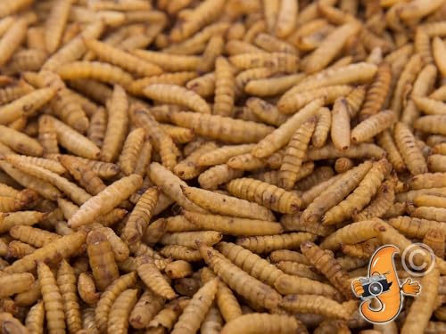 Chubby Dried Black Soldier Fly Larvae | 5 lbs | High-Calcium Non-GMO Insects for Chickens, Laying Hens & Wild Birds – Premium Protein Treat for Strong Eggs & Healthy Feathers - Image 6