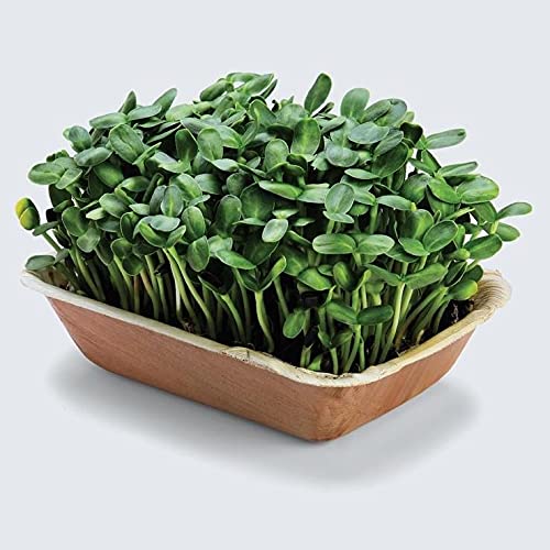SUNFLOWER Microgreen Seeds By Grewery Farm LLP | 100gm | Open Pollinated | 90% Germination | Non Treated Seeds | Non GMO Seeds | Airtight Packaging (B09CLNSJGC) Amazon Price History, Amazon Price Tracker
