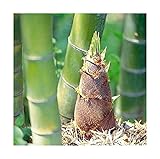 Seeds & Plants Shop by Ipsa