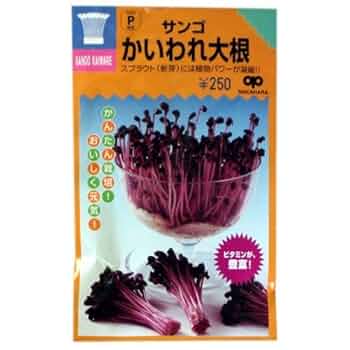 かいわれ大根様 かいわれ大根様
