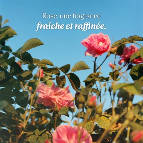 Image of L'Occitane Rose Floral Eau De Toilette Spray For Women,2.5 Fluid Ounces