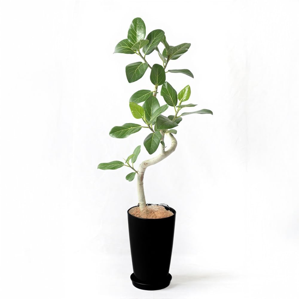 Amazon｜観葉植物 本物 ベンガルボダイジュ（フィカス・ベンガレンシス