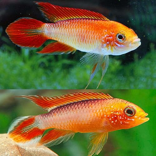 Apistogramma Agassizii Fire Red - Pack of 2 Fish - Live Fish for Aquarium - Exotic Freshwater Live...