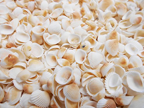 Bulk 1 lb (500-600) Tiny White Granosa Shells Seashells 1/2