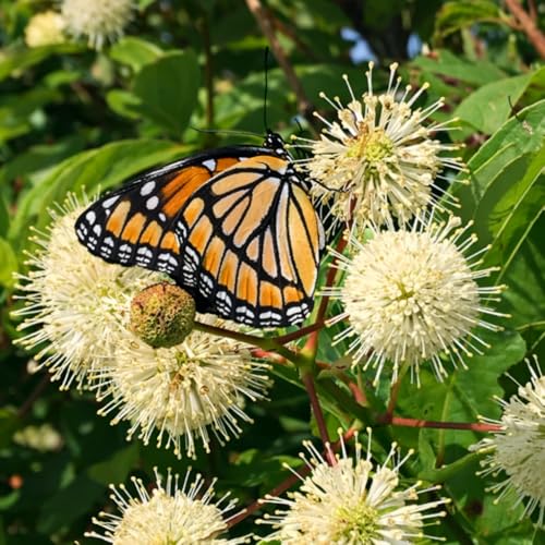 3 Buttonbush Shrubs - 6-12" Tall Live Plants - Native