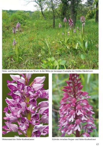 Orchideen-Wanderungen in Thüringen: Weg- und Artenbeschreibungen sowie Wanderkarten
