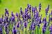 Lavender - French - 100 Seeds