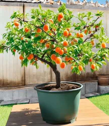 BALDUR-Garten 1x Mini-Aprikosenbaum 'Orange Beauty', Pflanze im 23 cm-Topf, Prunus armeniaca, winterhart, mehrjährig, pflegeleicht, selbstfruchtend, kleinbleibendes Bäumchen für Beet & Kübel