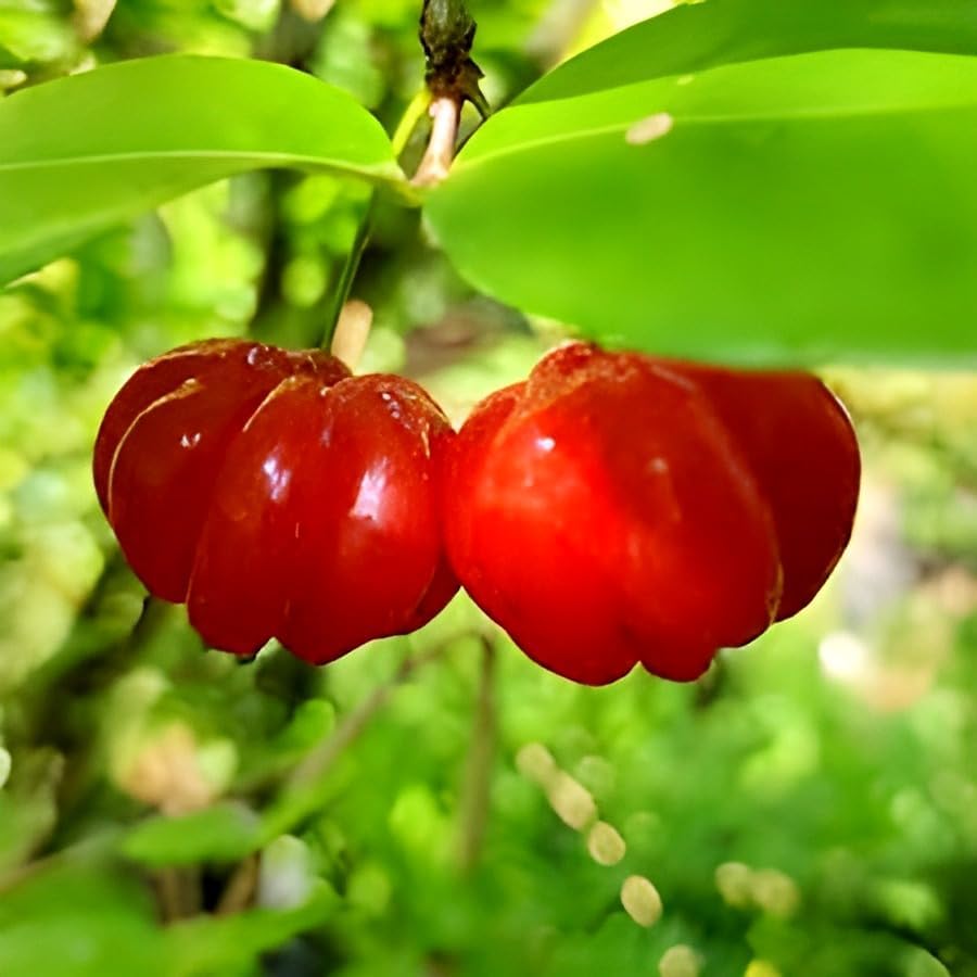 Image of Testy & Sweet Red Suriman cherry Fruit plant || For Home Garden Outdoor Fruit Plant.