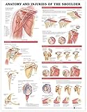 Anatomy and Injuries of the Shoulder Anatomical Chart
