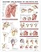 Anatomy and Injuries of the Shoulder Anatomical Chart