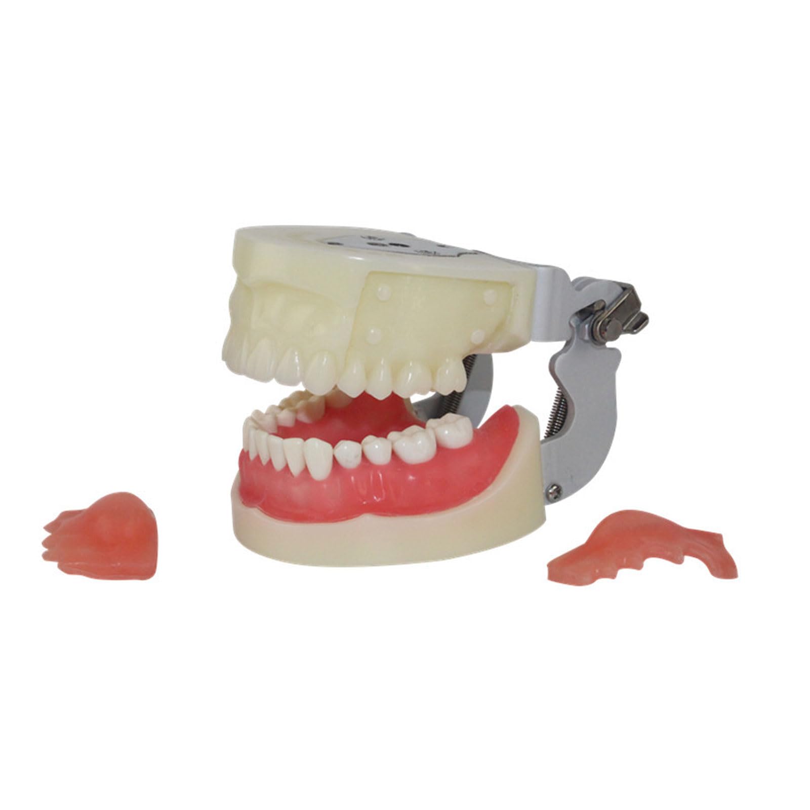Modello di Denti per Studio Dentistico Modello per Studenti di Tecnica Dentale Formazione Studio della Odontoiatria Modello Typodont con Dente Rimuovibile