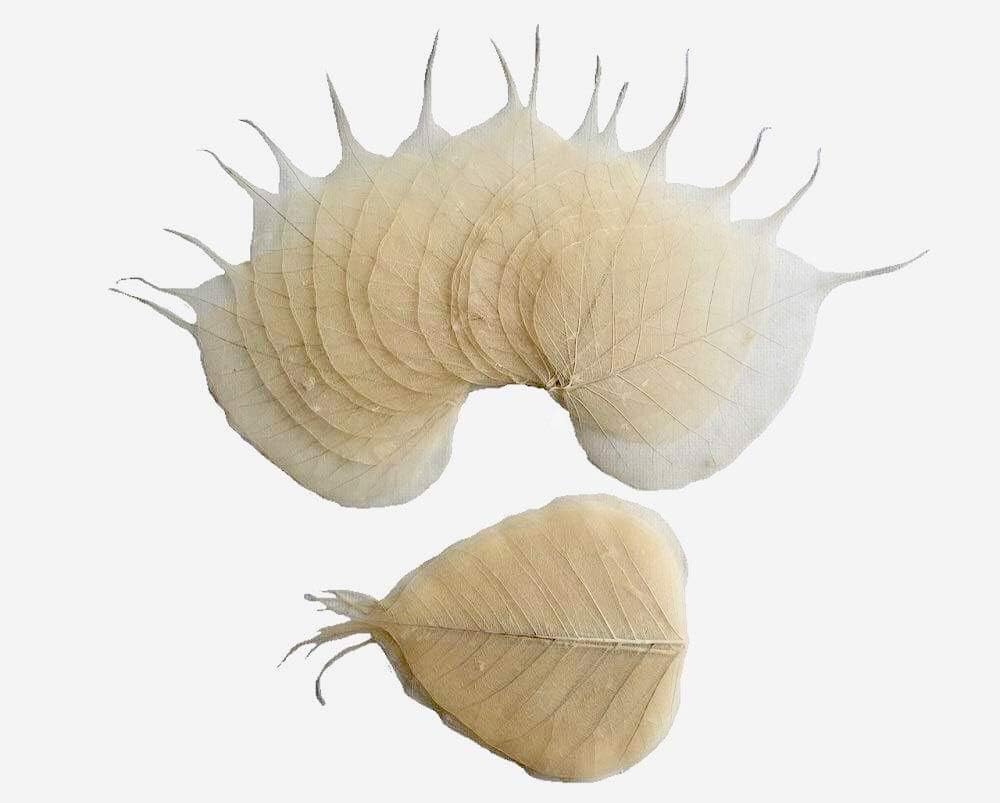 100 Pcs Large Size 6" Skeleton Natural Ficus Religiosa Leaves Artificial Leaves Craft Card Scrapbook DIY Handmade Embellishment Decoration Art