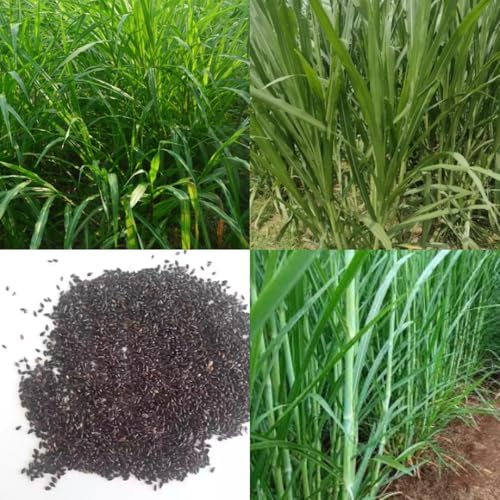 Image of American 5g napier grass seeds || Grass super nepier cow goat buffalo smart napier grass seeds 500 seed