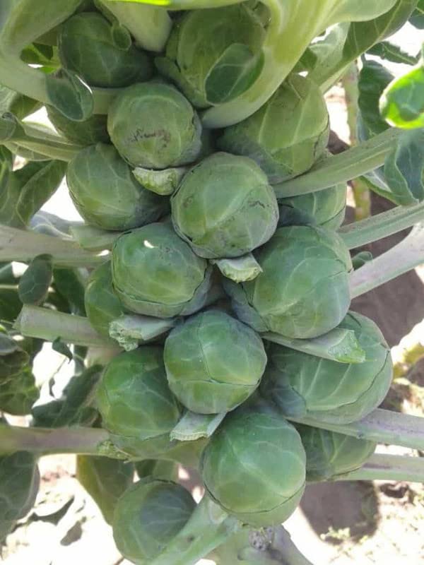 Oakwood Farms� Brussel sprouts Seeds | Hybrid Vegetable Seeds | Brussel sprouts Seed For Farming your Home & Garden planting Pack of 80-90 seeds (B0BZ8Y73G7) Amazon Price History, Amazon Price Tracker