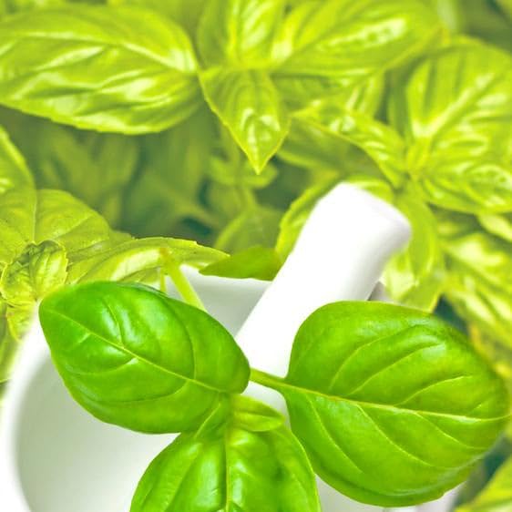 Aceite de oliva infusionado con albahaca miniatura 1