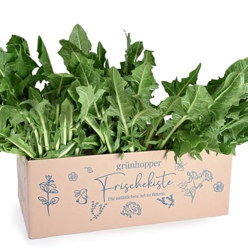 Frischekiste Löwenzahn 3 kg grünhopper Frischebox