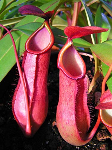 65/Pack Seeds Nepenthes Flower Eatmosquito Of Seeds Mixed Novel