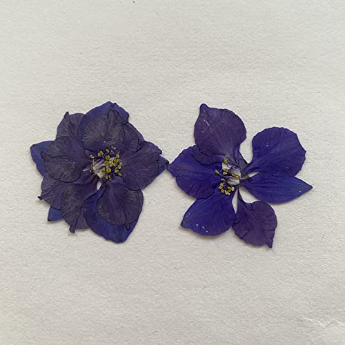 Flores Naturales Secas Prensadas Delphinium 12 piezas miniatura 2