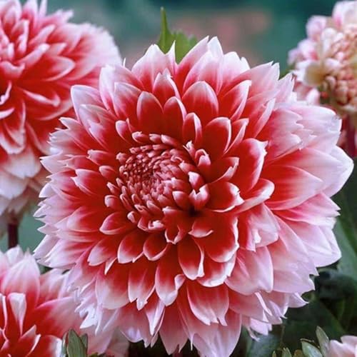 Dalia fiore,Dalia bulbi,bulbi di dalia gigante,Bulbi da fiore resistenti,Splendide piante ornamentali per giardini e vasi,Zinnia(senza semi, non artificiali,resistenti)-8bulbi-C