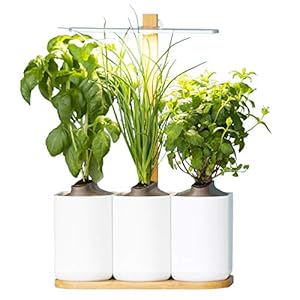 Lilo, Ihr smarter Indoor-Garten ❃ Bauen Sie das ganze Jahr über ganz einfach Ihre eigenen frischen Kräuter an ❃ Inklusive Basilikum, Minze und Schnittlauch
