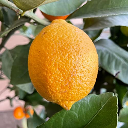 トゲ無しレモン苗木　３つ実着き 楽天市場】《 実付き 》 レモン の木『 トゲなしレモン 』 接ぎ木 6号