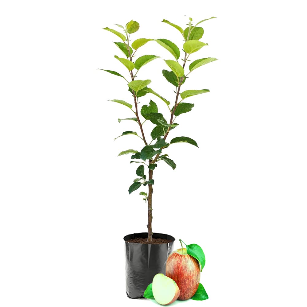See full amazon price history chart for IXORA Seb Michael Low Chill Variety Apple Fruit Grafted Live Plant & Tree(1.5-3 Feet Size) IXORA Seb Michael Low Chill Variety Apple Fruit Grafted Live Plant & Tree(1.5-3 Feet Size) (B0BM5RM7W9) Amazon Price History, Amazon Price Tracker