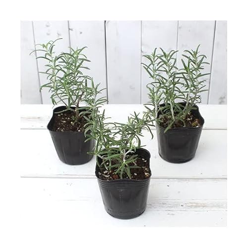 《一時非表示》（観葉植物）ハーブ苗 ローズマリー ホワイト 立性 ３号（１ポット） 家庭菜園 北海道冬季発送不可のサムネイル