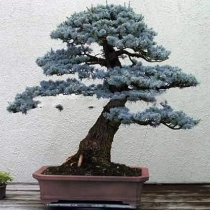 30 Blue Spruce Bonsai Tree Seeds for Planting