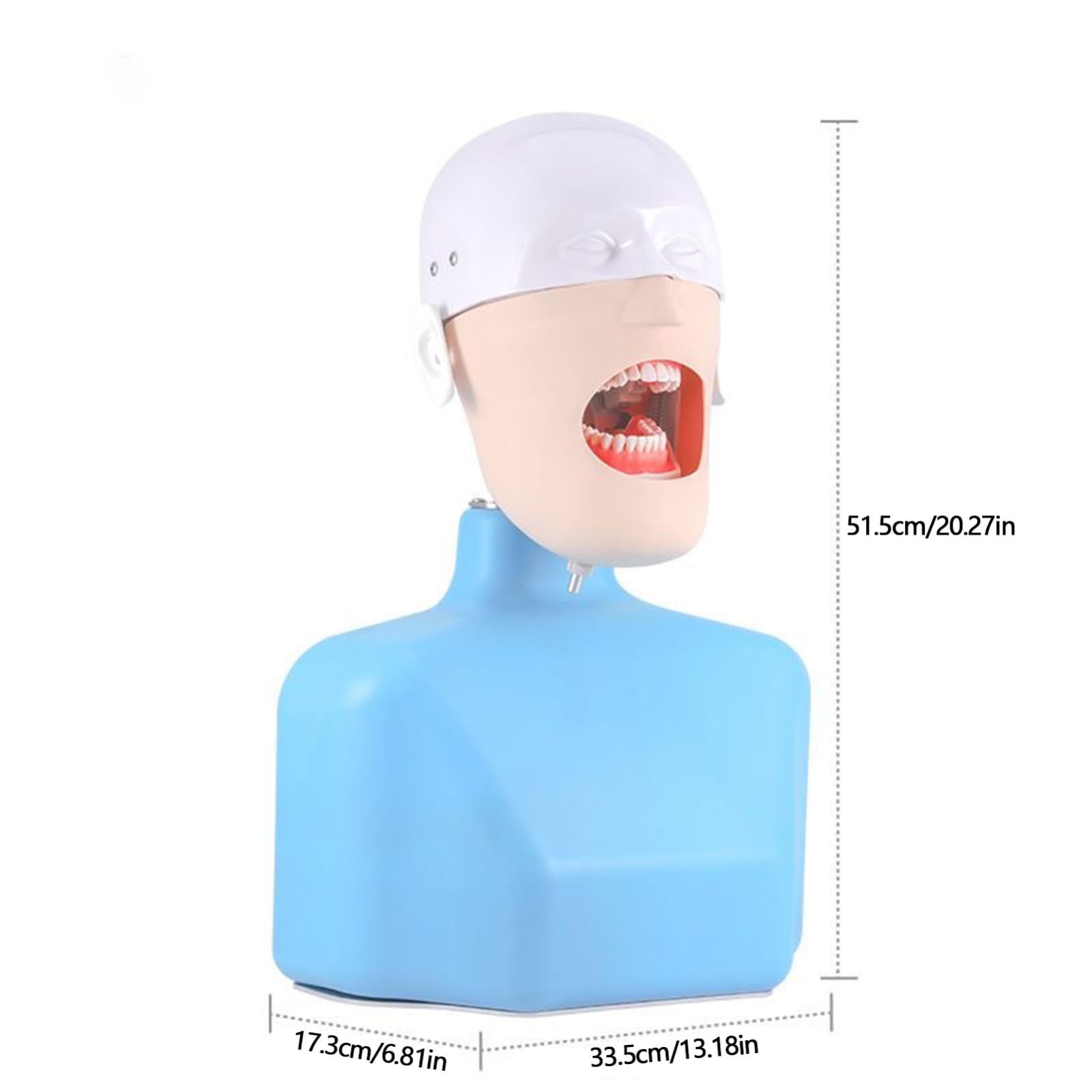 Symulator stomatologiczny manekina głowa fantomowa model edukacyjny z 28 odłączanymi zębami, narzędzie do praktyki dentystycznej, idealny do treningu stomatologicznego i rozwoju umiejętności
