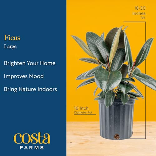 Image of Costa Farms Ficus Live Plant in Decorative Pot, Large Floor Indoor Houseplant, Assorted Variety, Home, Room, or Office Decor, House Warming or Birthday Gift, 2-3 Feet Tall