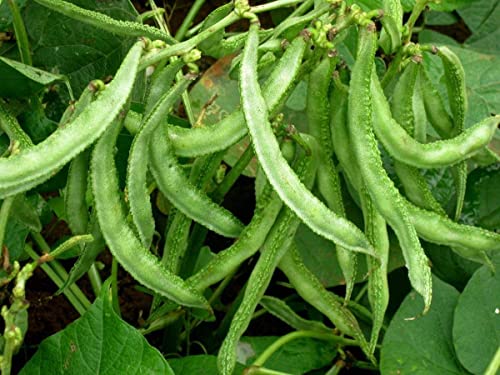 Audbhidhi Seeds | Dolichos Beans Vegetable Seeds F1 Hybrid Seeds All Season For Home Gardening pack of 20 seeds (B0BC96ZFNX) Amazon Price History, Amazon Price Tracker