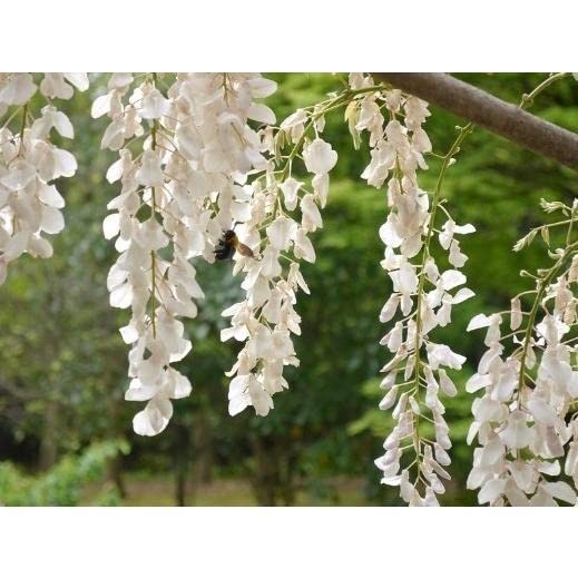 Amazon.co.jp: 藤（フジ）「ニオイフジ（麝香藤／ジャコウフジ）」の