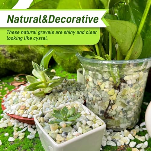 Image of 45lb Jade Bean Stone,1 /4 Inch Bonsai DIY Rocks, Natural Succulent Rock and River Rocks Decorative for Aquariums, Vases, Terrarium, Outdoor Gardening, Top Dressing for Potted Plants