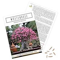 Außergewöhnliche Bonsai Samen mit hoher Keimrate - Pflanzen Samen Set für deinen eigenen Bonsai Baum (1x Wüstenrose)