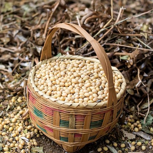 50 piezas Semillas de soja orgánicas bonsai interior jardín de invernadero balcón, resistentes