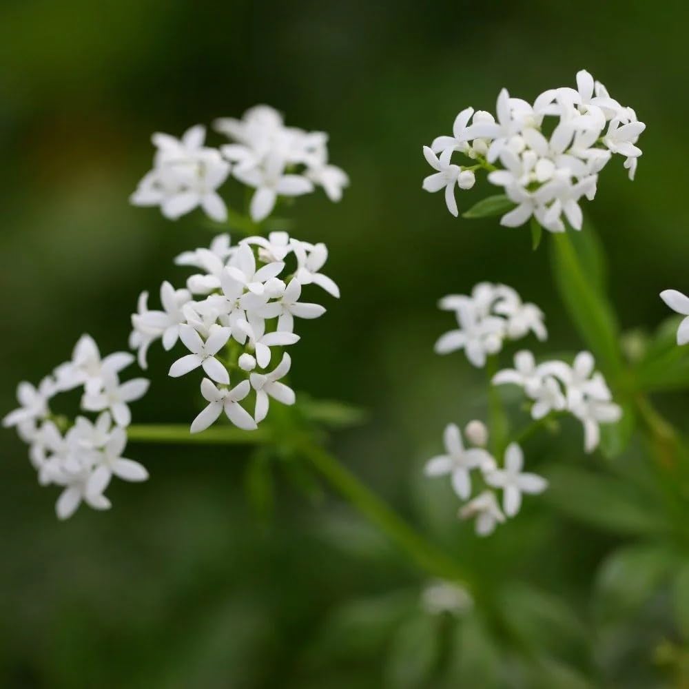 Plant Theory 9cm Pot Galium Odoratum Sweet Woodruff Perennial