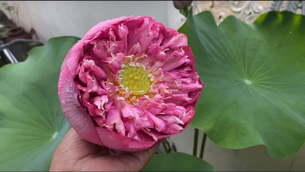 Bucha Lotus Tuber Live Plant | Rare Red Giant Blooming Lotus Rhizome | pack of 1 | Healthy Aquatic Flower Plant for Pond, Water Garden, Balcony Pond & Outdoor|-image-31