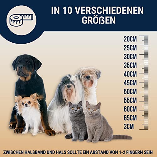 Nosli Bernsteinkette Halsband für Hunde und Katze • Hundehalsband Baltischer Bernstein • Bernstein Halsband • Länge: 20cm