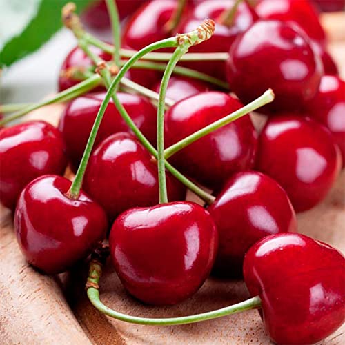 Dwarf Cherry Tree Seeds, Prunus Cerasus, Prunus Fruticose, Indoor/Outdoor(10 Seeds)-Qauzuy Garden #TOP30