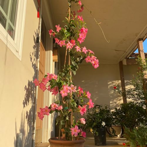 semillas de dipladenia - Mandevilla - cortadas de balcón jardín con decorativas decoración sala estar trepadoras 250pcs