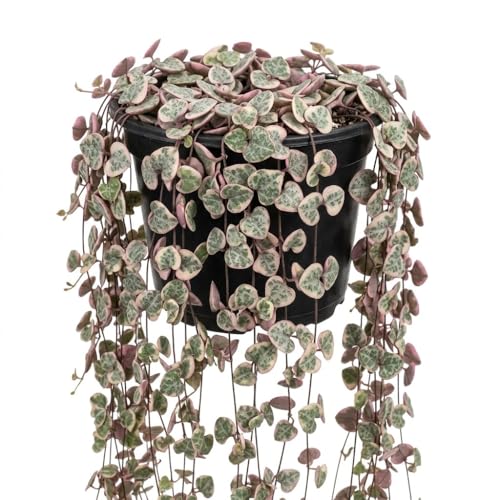 Pink Variegated String of Hearts Plant Live in 6