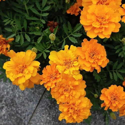 semillas de tagetes de caléndula de balcón perennes resistentes de caléndula orgánicas silvestres de balcón cubierta perenne 400pcs