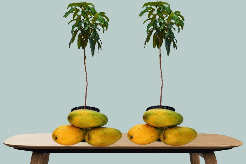 ALL TIME MANGO PLANT Grafted Outdoor Hybrid Mango Tree PACK OF 2- Variety Grafted Mango Aam Fruit Live Plantlive plant & tree fruit in 2years (B0CQKKRH83) Amazon Price History, Amazon Price Tracker