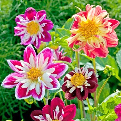 See full amazon price history chart for Dahlia Yankee Doodle Dandy Seeds Pack Dahlia Yankee Doodle Dandy Seeds Pack (B09P535YV6) Amazon Price History, Amazon Price Tracker