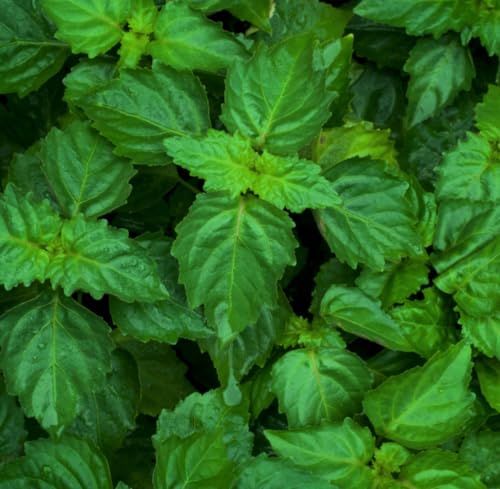 Aceite Esencial de Patchouli Orgánico Puro 5 mL miniatura 4