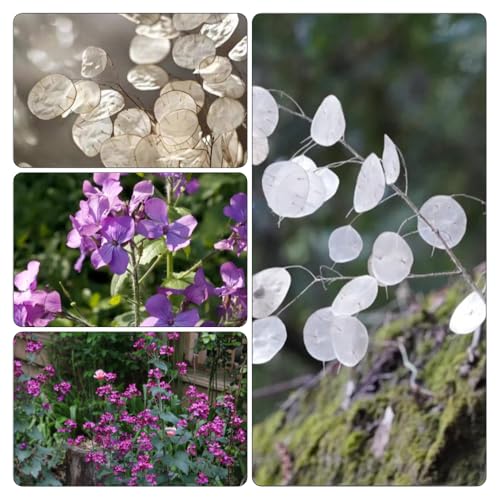 hoja de plata resistentes decorativas balcón parterre elevado decoración de Parterres elevados jardín oficina semillas 60pcs