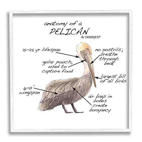 Image of Stupell Industries Pelican Sea Bird Animal Educational Anatomy Diagram, Design by Dishique, 24 x 24, White Framed | Stupell Industries . By Dishique . Ready to hang . Educational coastal decor for kids rooms . Made in USA